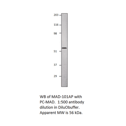 Anti-Smad1 Antibody from FabGennix (MAD-101AP) - Antibodies.com