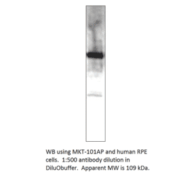 Anti-MERTK Antibody from FabGennix (MKT-101AP) - Antibodies.com