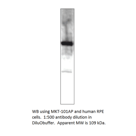 Anti-MERTK Antibody from FabGennix (MKT-101AP) - Antibodies.com
