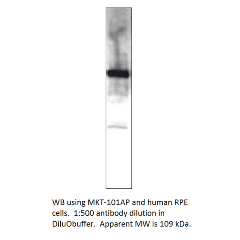 Anti-MERTK Antibody from FabGennix (MKT-101AP) - Antibodies.com