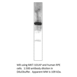 Anti-MERTK Antibody from FabGennix (MKT-101AP) - Antibodies.com