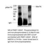 Anti-MERTK Antibody from FabGennix (MKT-121AP) - Antibodies.com