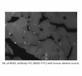 Anti-MSX1 Antibody (A55018) - Antibodies.com