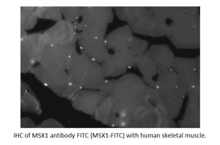 Anti-MSX1 Antibody (A55018) - Antibodies.com