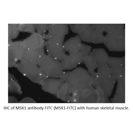 Anti-MSX1 Antibody (A55018) - Antibodies.com