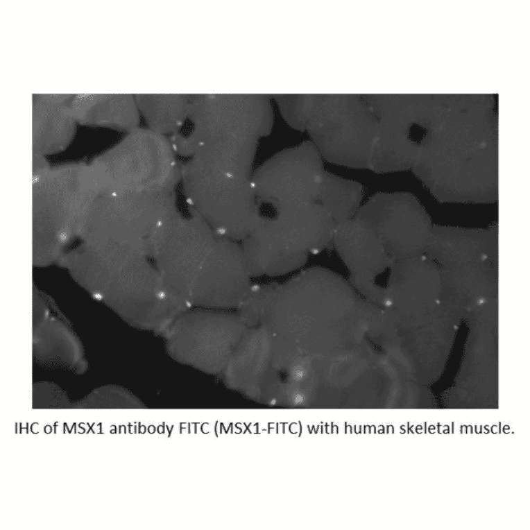 Anti-MSX1 Antibody (A55018) - Antibodies.com