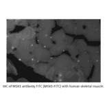 Anti-MSX1 Antibody (A55018) - Antibodies.com