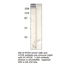 Anti-mTOR Antibody from FabGennix (MTOR-101AP) - Antibodies.com