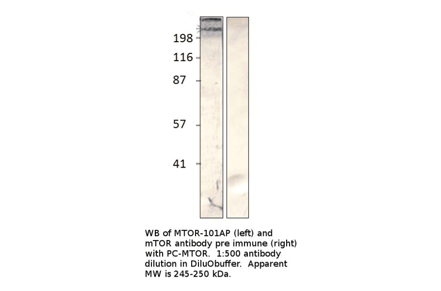 Anti-mTOR Antibody from FabGennix (MTOR-101AP) - Antibodies.com