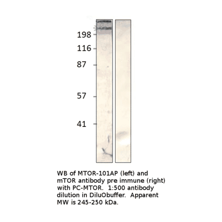 Anti-mTOR Antibody from FabGennix (MTOR-101AP) - Antibodies.com
