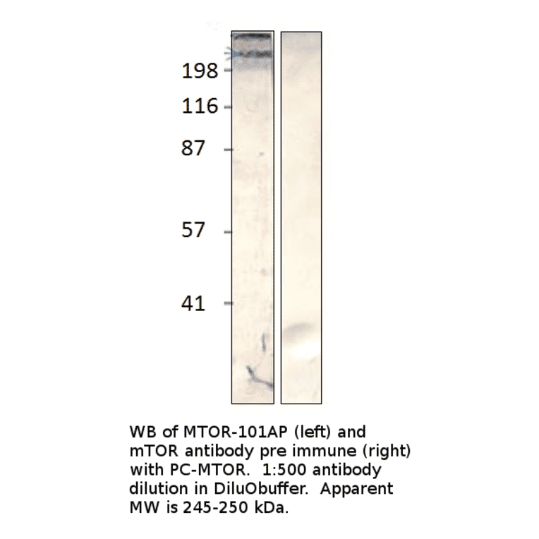 Anti-mTOR Antibody from FabGennix (MTOR-101AP) - Antibodies.com