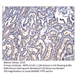 Anti-CD10 Antibody from FabGennix (NEPR-121AP) - Antibodies.com