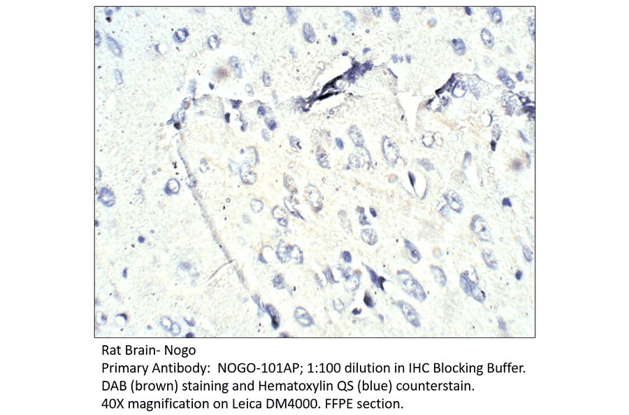 Anti-Nogo Antibody from FabGennix (NOGO-101AP) - Antibodies.com