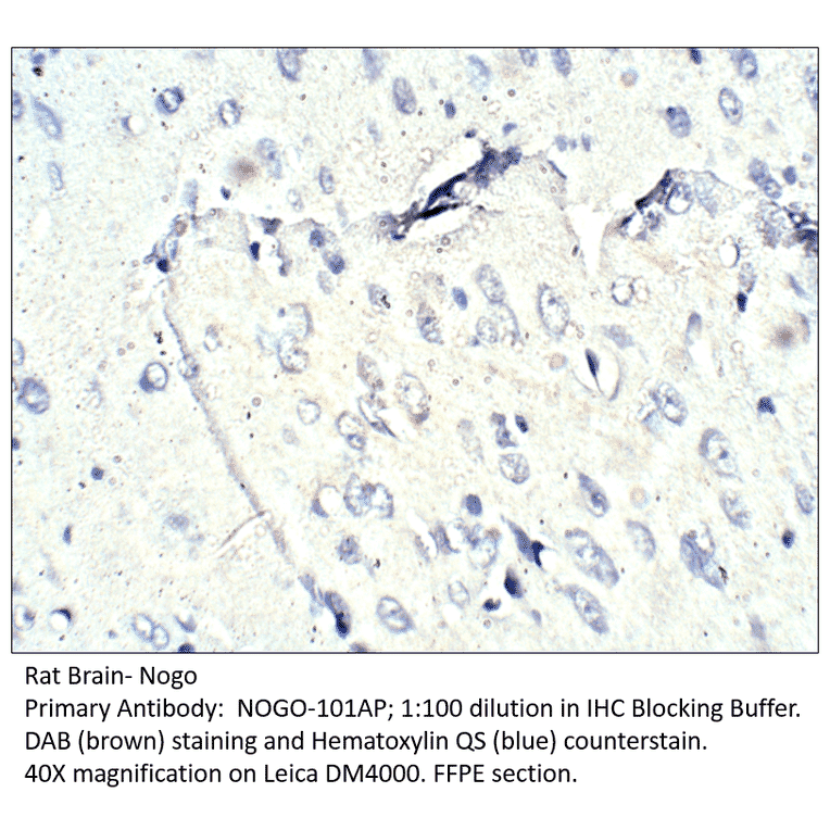 Anti-Nogo Antibody from FabGennix (NOGO-101AP) - Antibodies.com