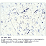 Anti-Nogo Antibody from FabGennix (NOGO-101AP) - Antibodies.com