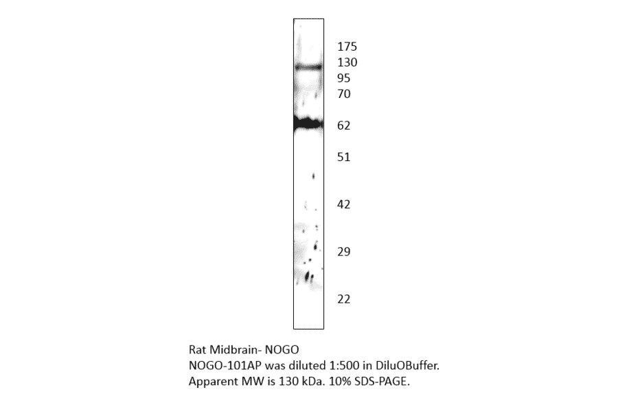 Anti-Nogo Antibody from FabGennix (NOGO-101AP) - Antibodies.com