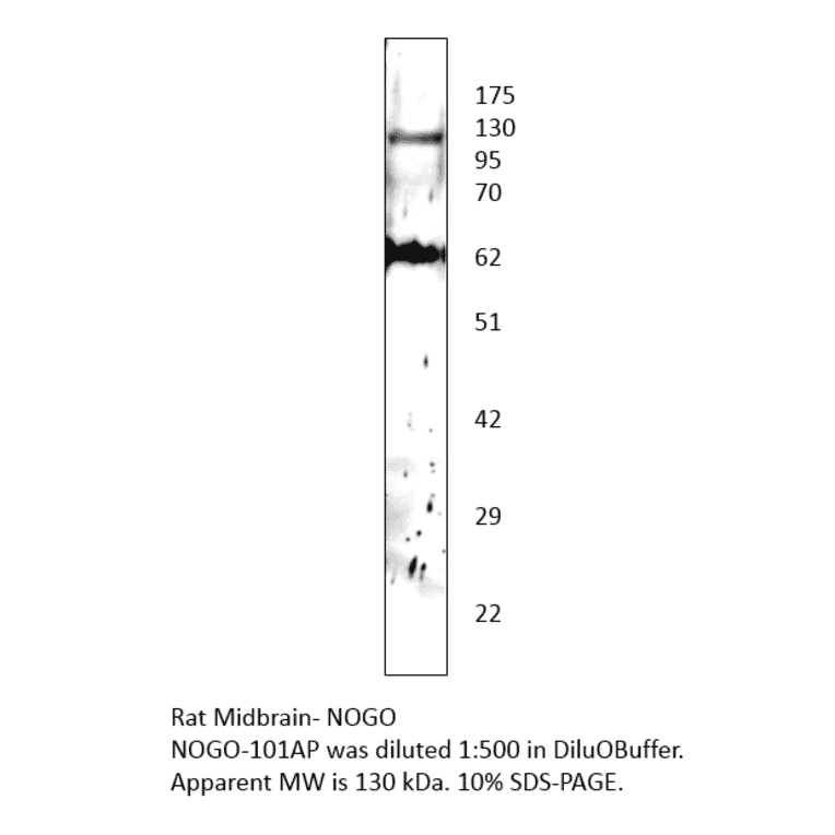 Anti-Nogo Antibody from FabGennix (NOGO-101AP) - Antibodies.com