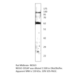 Anti-Nogo Antibody from FabGennix (NOGO-101AP) - Antibodies.com