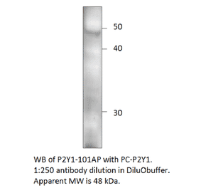 Anti-P2Y1 Antibody from FabGennix (P2Y1-101AP) - Antibodies.com