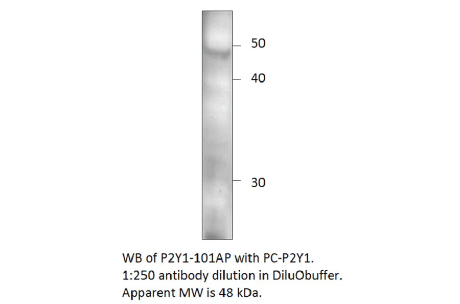 Anti-P2Y1 Antibody from FabGennix (P2Y1-101AP) - Antibodies.com