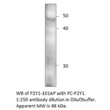 Anti-P2Y1 Antibody from FabGennix (P2Y1-101AP) - Antibodies.com