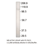 Anti-ADCY2 Antibody from FabGennix (PAC-201AP) - Antibodies.com