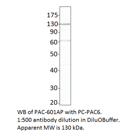 Anti-ADCY6 Antibody from FabGennix (PAC-601AP) - Antibodies.com