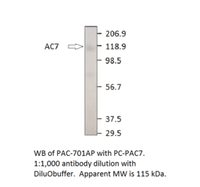 Anti-ADCY7 Antibody from FabGennix (PAC-701AP) - Antibodies.com