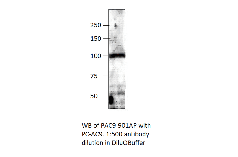 Anti-ADCY9 Antibody from FabGennix (PAC-901AP) - Antibodies.com