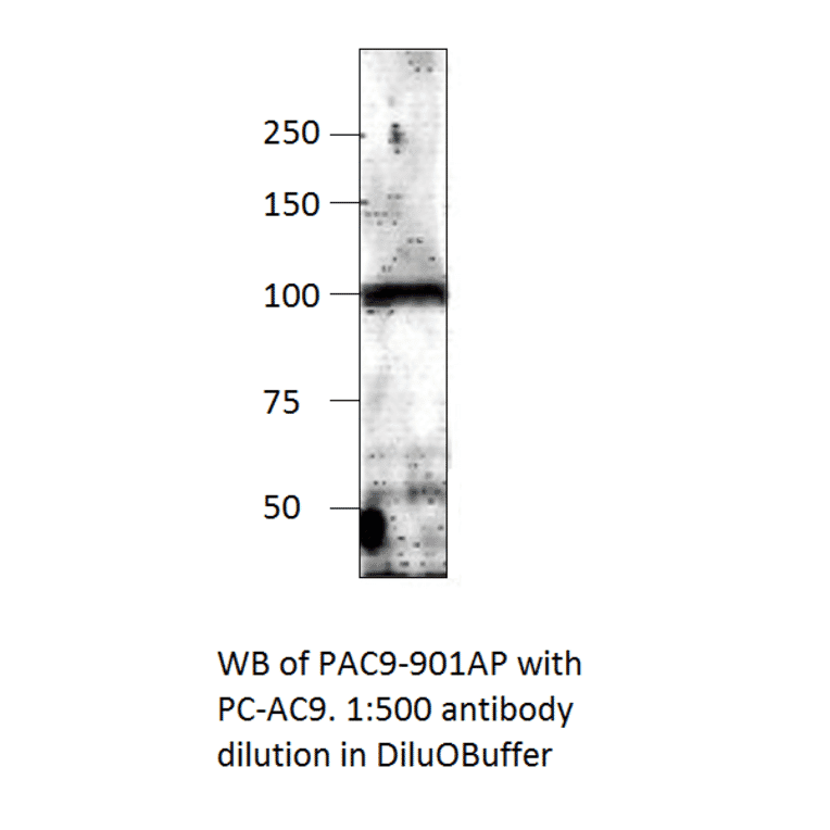 Anti-ADCY9 Antibody from FabGennix (PAC-901AP) - Antibodies.com