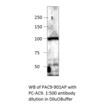 Anti-ADCY9 Antibody from FabGennix (PAC-901AP) - Antibodies.com