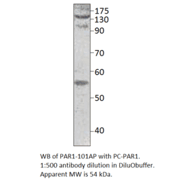 Anti-PAR1 Antibody from FabGennix (PAR1-101AP) - Antibodies.com