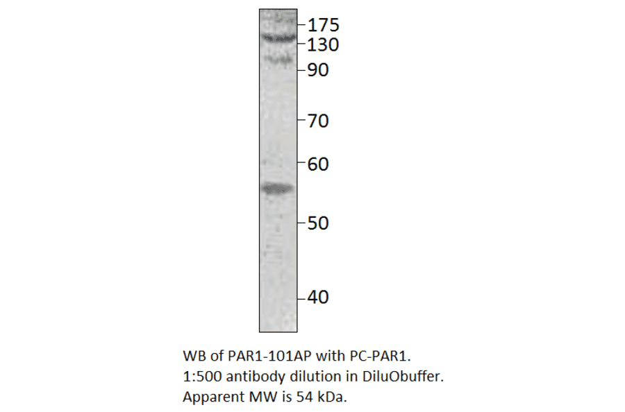 Anti-PAR1 Antibody from FabGennix (PAR1-101AP) - Antibodies.com