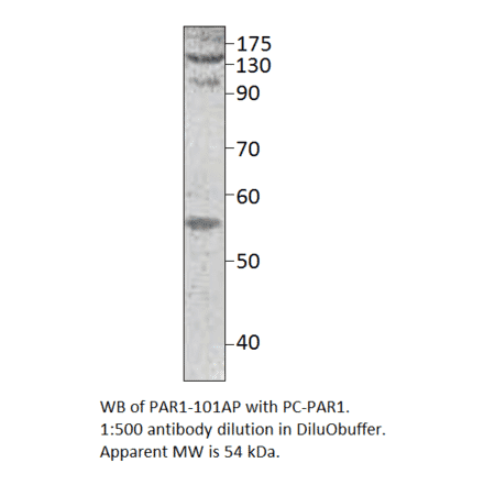 Anti-PAR1 Antibody from FabGennix (PAR1-101AP) - Antibodies.com
