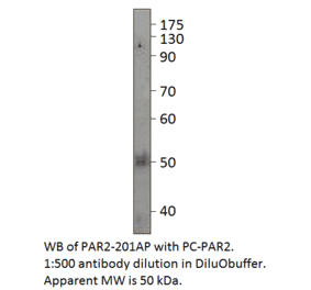 Anti-PAR2 Antibody from FabGennix (PAR2-201AP) - Antibodies.com