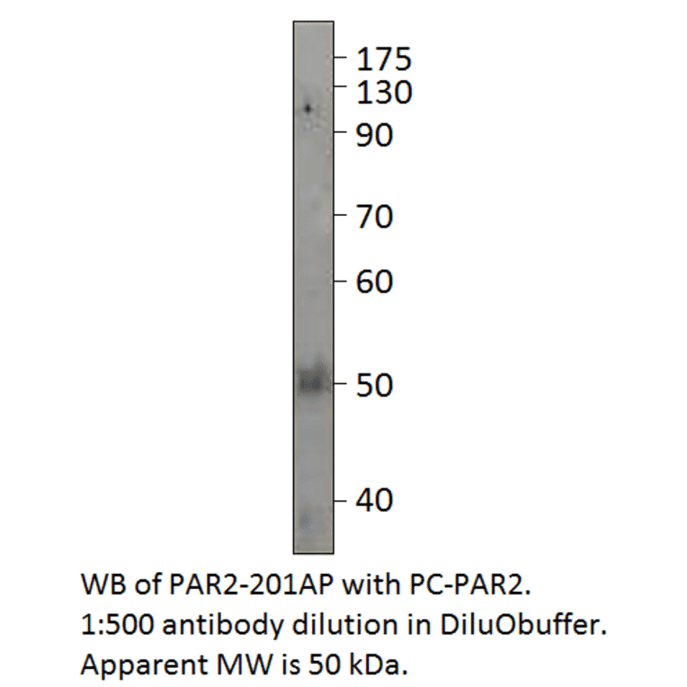 Anti-PAR2 Antibody from FabGennix (PAR2-201AP) - Antibodies.com