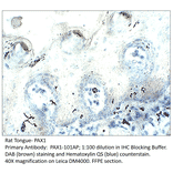 Anti-PAX1 Antibody from FabGennix (PAX1-101AP) - Antibodies.com