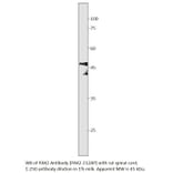 Anti-PAX2 Antibody from FabGennix (PAX2-212AP) - Antibodies.com