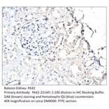 Anti-Pax2 Antibody from FabGennix (PAX2-221AP) - Antibodies.com