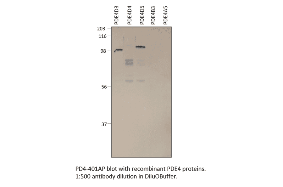 Anti-PDE4D Antibody from FabGennix (PD4-401AP) - Antibodies.com