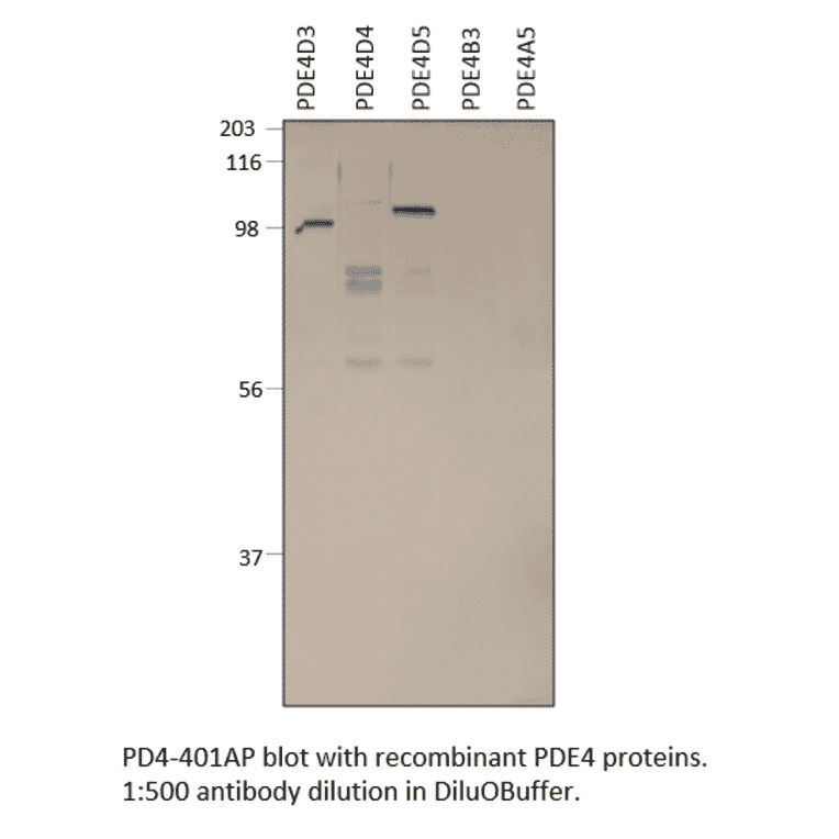 Anti-PDE4D Antibody from FabGennix (PD4-401AP) - Antibodies.com