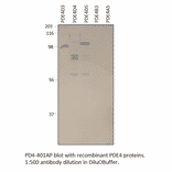 Anti-PDE4D Antibody from FabGennix (PD4-401AP) - Antibodies.com