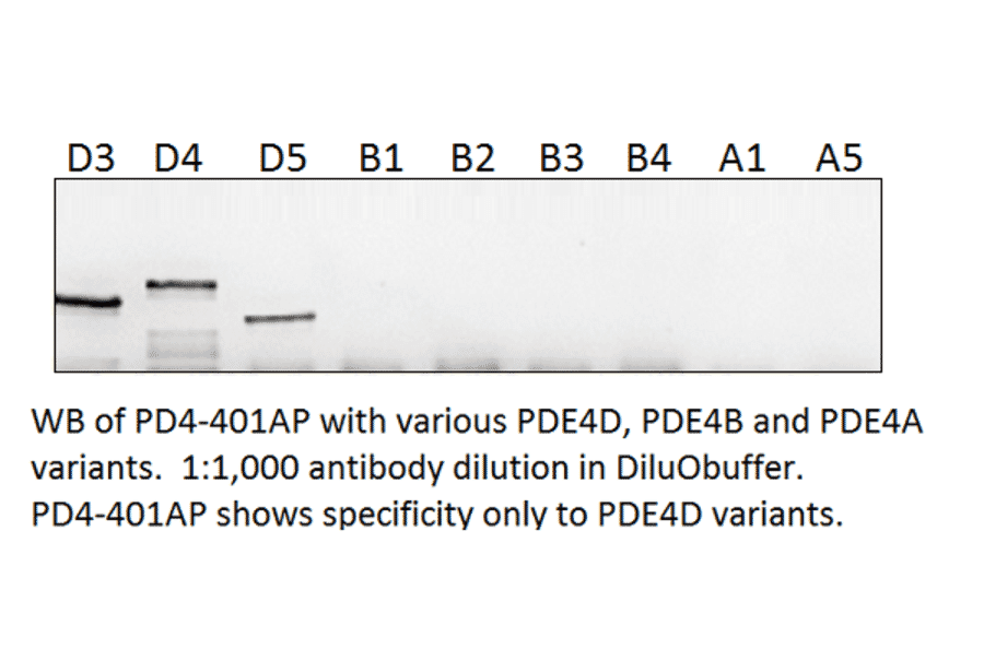 Anti-PDE4D Antibody from FabGennix (PD4-401AP) - Antibodies.com