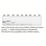 Anti-PDE4D Antibody from FabGennix (PD4-401AP) - Antibodies.com