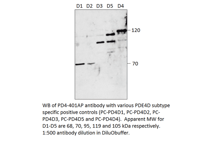 Anti-PDE4D Antibody from FabGennix (PD4-401AP) - Antibodies.com