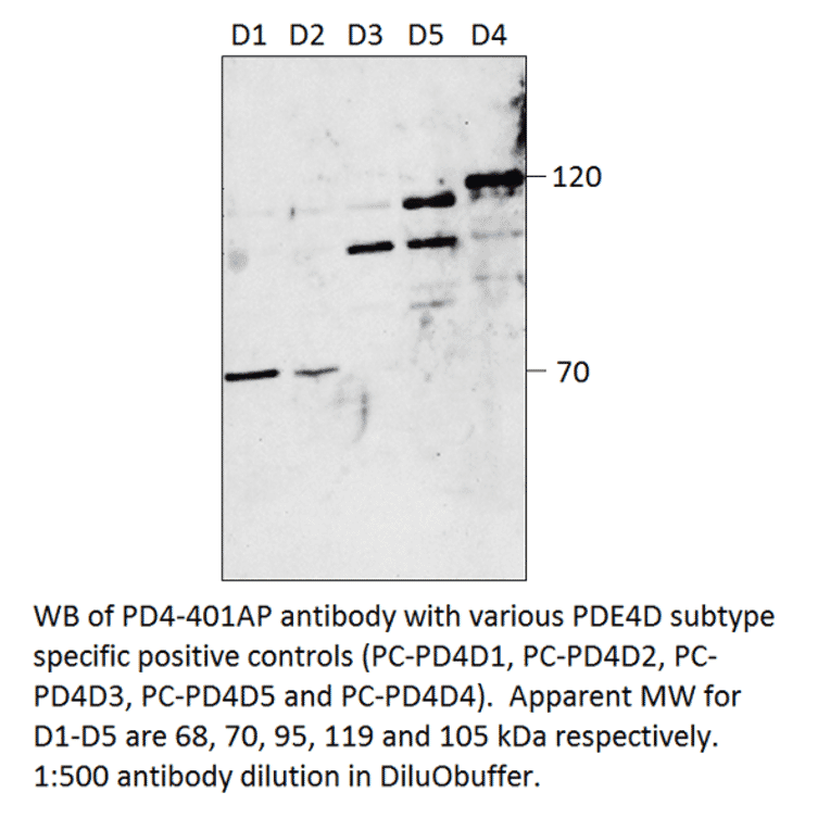 Anti-PDE4D Antibody from FabGennix (PD4-401AP) - Antibodies.com