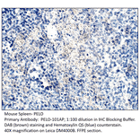 Anti-PELO Antibody from FabGennix (PELO-101AP) - Antibodies.com