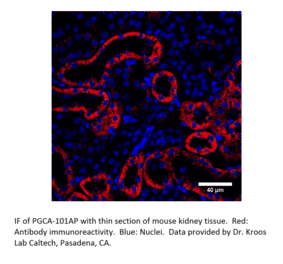 Anti-PGCA Antibody from FabGennix (PGCA-101AP) - Antibodies.com