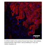 Anti-PGCA Antibody from FabGennix (PGCA-101AP) - Antibodies.com
