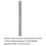 Anti-PGCB Antibody from FabGennix (PGCB-201AP) - Antibodies.com